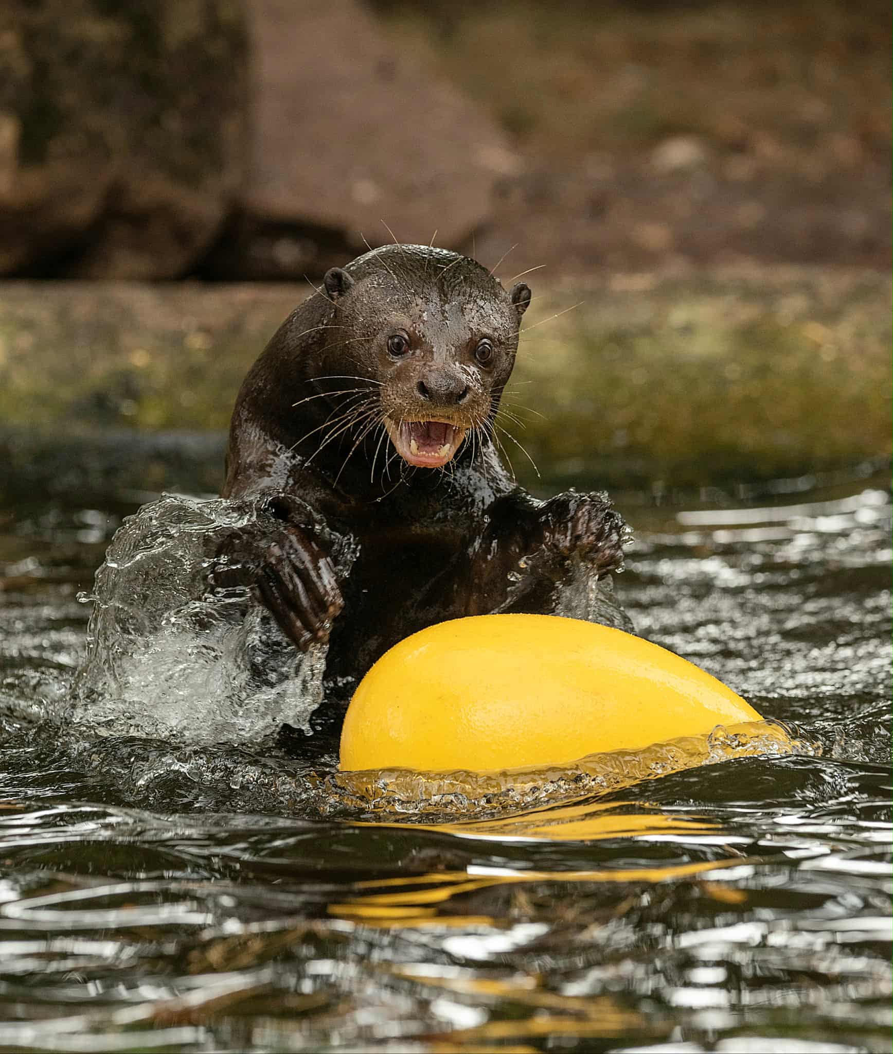 E031276e B921 4B6d 943C 393235Dc8bbb