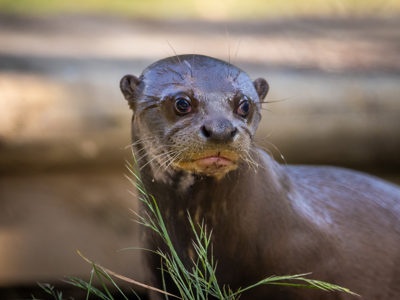 Giant New Forest Wildlife Park 2023 73