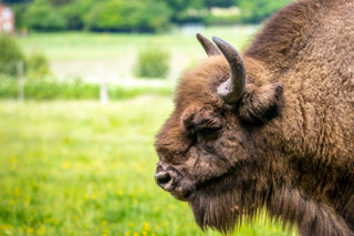 Bison