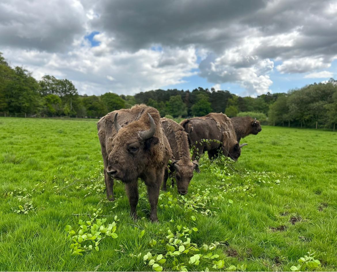 350290950 583795623808829 3645534585960430455 N