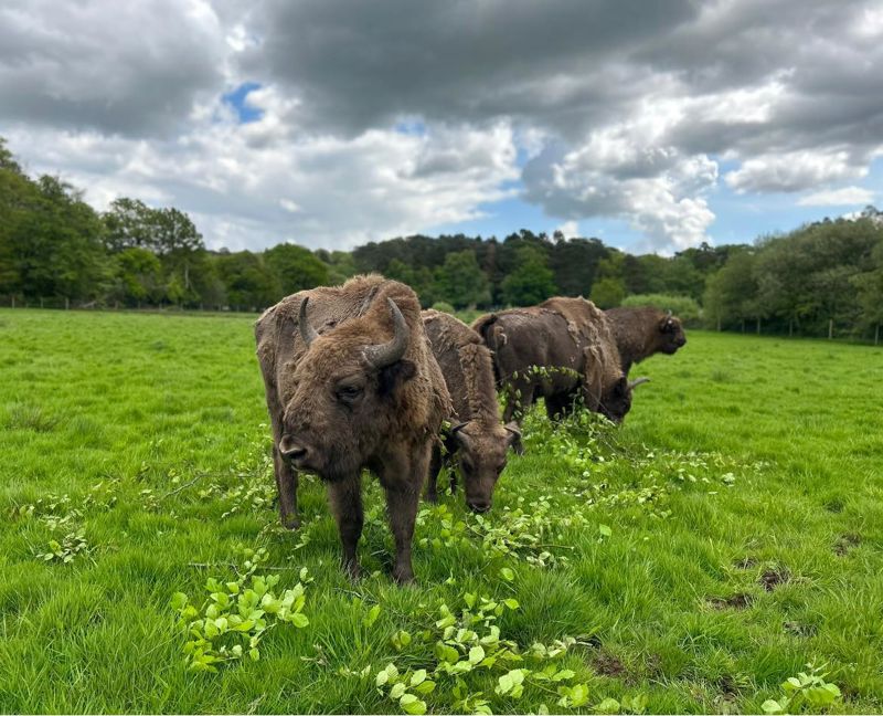 350290950 583795623808829 3645534585960430455 N