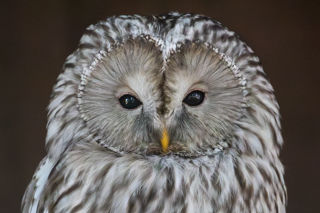 New Forest Wildlife Park 2023 111
