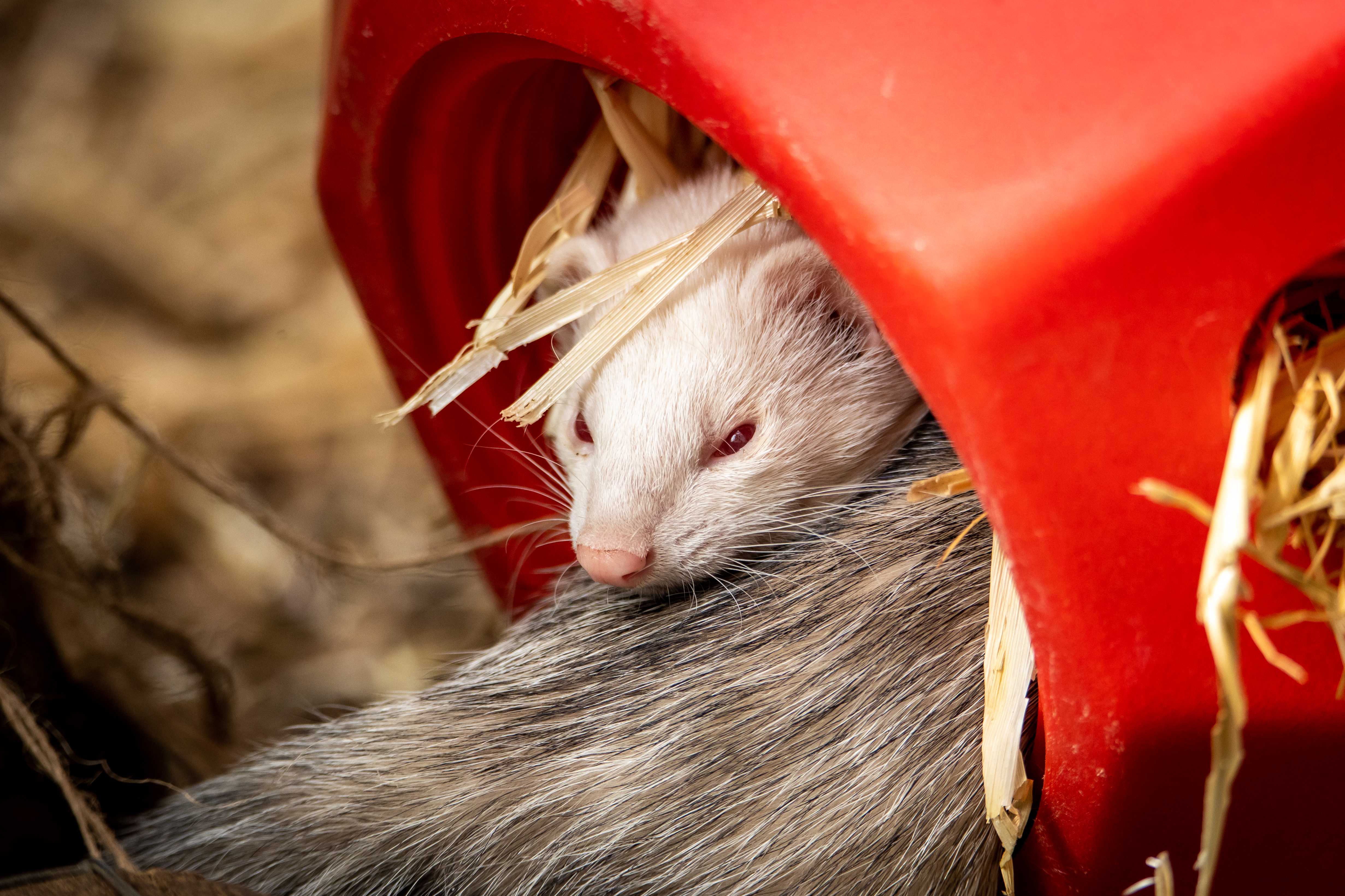 Ferret in hot sale