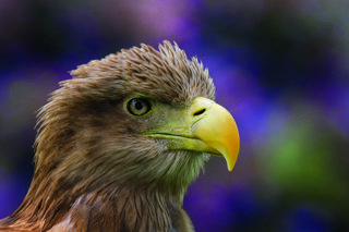 Sea Eagle