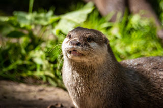 Asian short clawed otter
