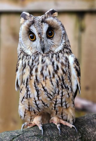 Long Eared Owl