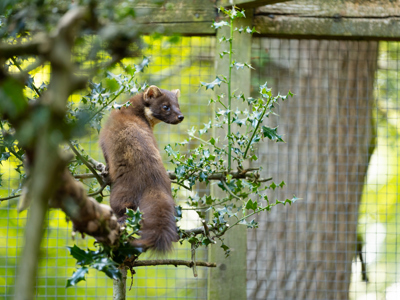 Pinemarten (1)