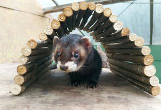 Polecat