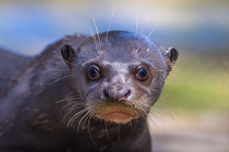 Giant New Forest Wildlife Park 2023 61