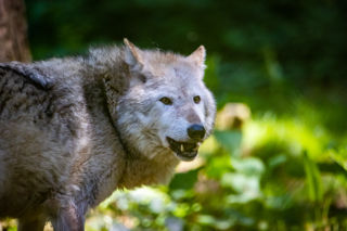 New Forest Wildlife Park Wolf