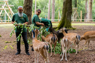 Feeding the deer keeper experience